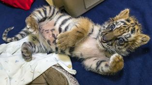 Un chico compró un tigre de Bengala en Tijuana y lo quiso pasar a Estados Unidos