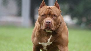 Un pitbull que atacó al bebé en San Lorenzo&nbsp; pertenece a un vecino de la familia&nbsp;