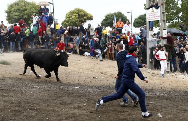Incidentes en España tras la muerte a lanzazos de un toro en un cruel torneo