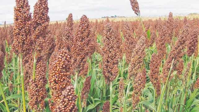 Otra de las claves que se habló en el evento es la recomendación de no demorar la cosecha de sorgo.