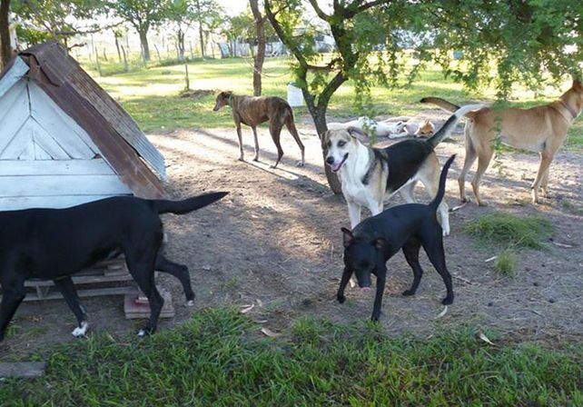 Solidaridad. La ONG mantiene un refugio en el norte provincial.