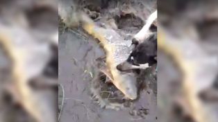 Impresionante video de peces atrapados en los campos después del temporal