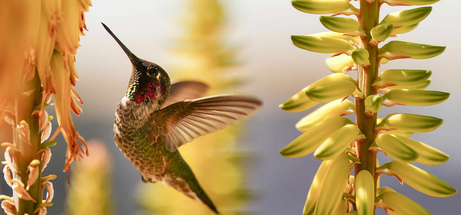 Un colibrí bebe de una flor en un jardín en el césped del campo exterior antes de un partido de béisbol de entrenamiento de primavera entre los Kansas City Royals y los Athletics, el lunes 24 de febrero de 2025, en Surprise, Arizona. (Foto AP/Lindsey Wasson) Un colibrí bebe de una flor en un jardín en el césped del campo exterior antes de un partido de béisbol de entrenamiento de primavera entre los Kansas City Royals y los Athletics, el lunes 24 de febrero de 2025, en Surprise, Arizona. (Foto AP/Lindsey Wasson)