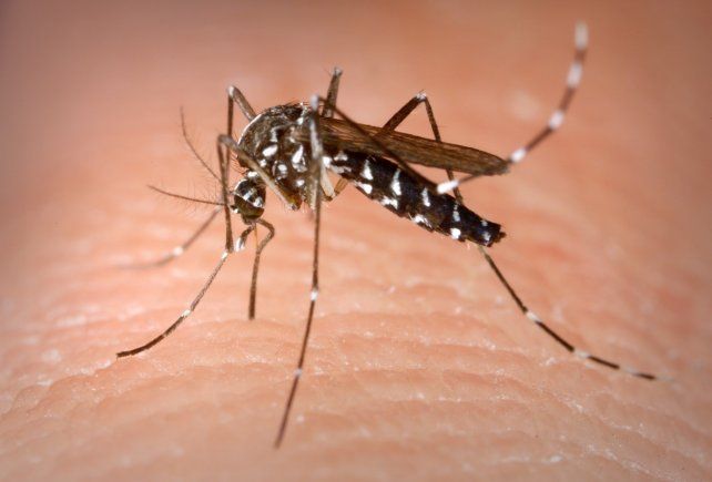 Mosquitos