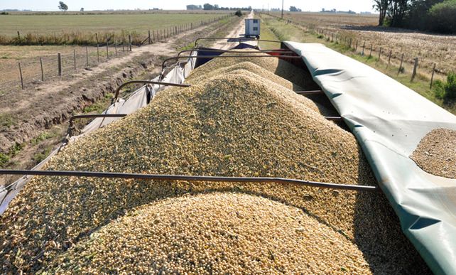 Los productores analizan no vender soja, agobiados por la presión fiscal