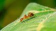 El biólogo que estudia hormigas pronosticó el frío tardío de octubre: ¿qué dijo sobre el verano y cómo lo hace?