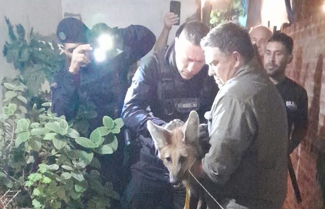 El ejemplar hembra de aguará guazú está en buenas condiciones. Será evaluado por especialistas y luego liberado en su hábitat natural. (Foto: Radio Amanecer)