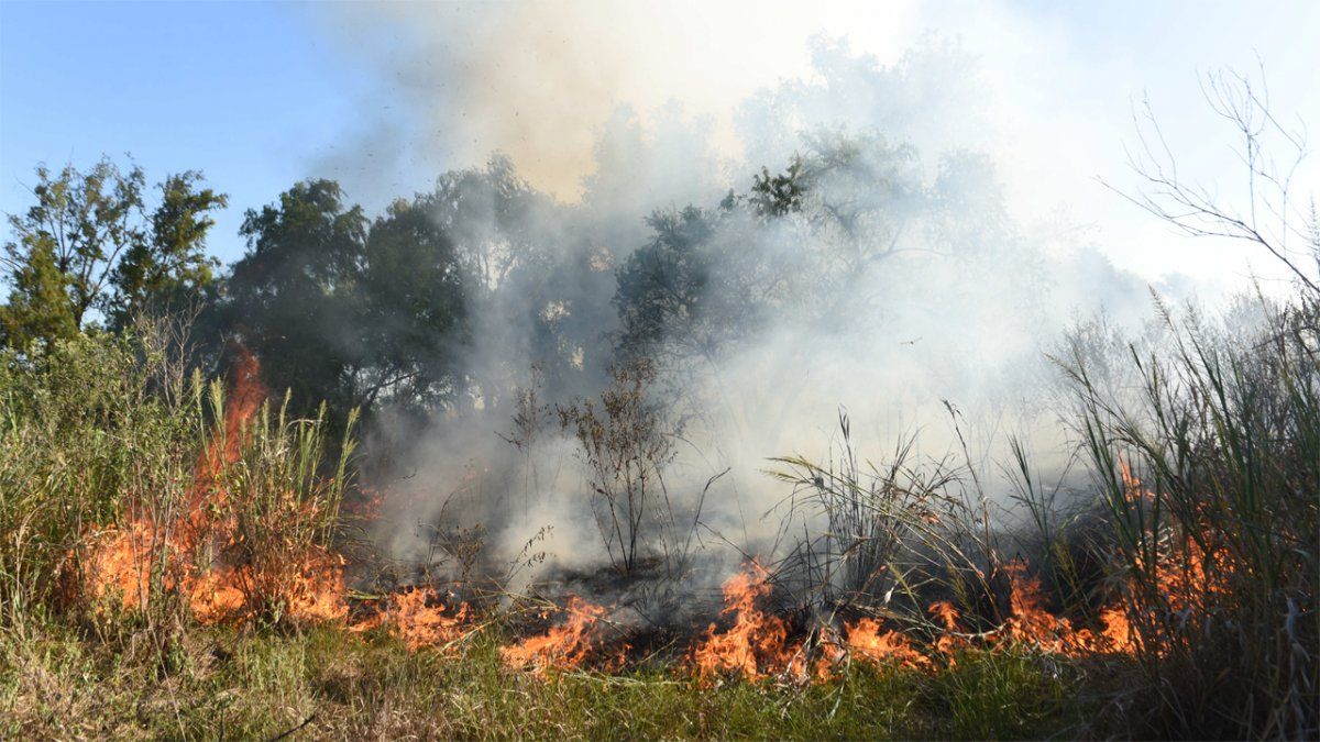 Los Incendios En Las Islas Son Un Problema Ambiental Muy Serio