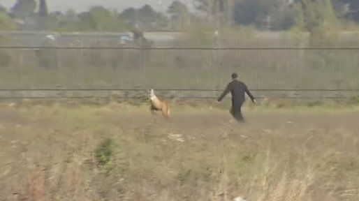 Una hora detrás de un aguará guazú: la policía hizo una persecución increíble en Rosario