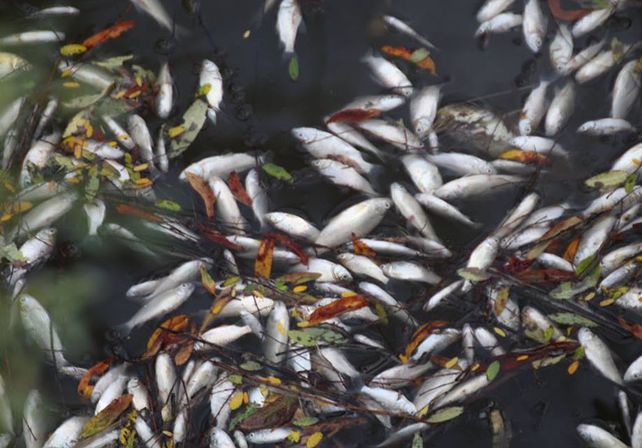 Aparecieron cientos de peces muertos en Colón
