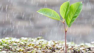 El agro sonríe por un rato: las lluvias siguen beneficiando a la región núcleo