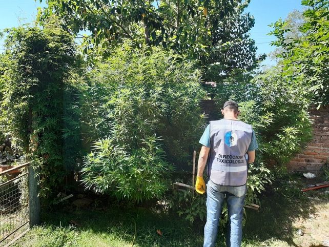 Tomaban mate en la sombra de las plantas de marihuana