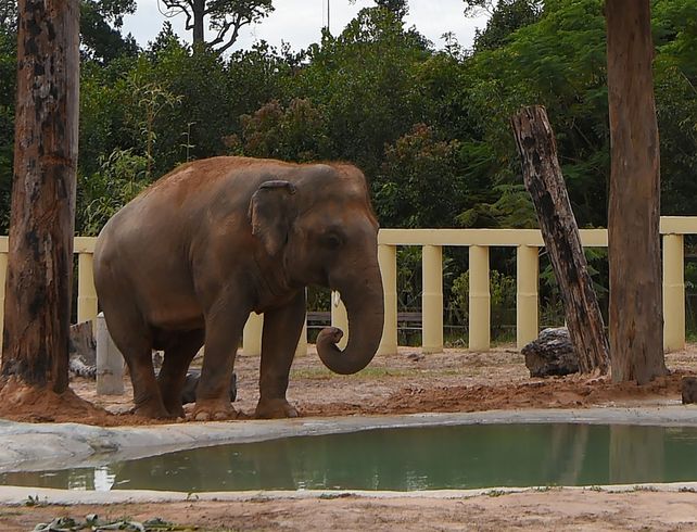El elefante Kaavan tendrá una mejor vida en su nuevo hogar en Camboya.