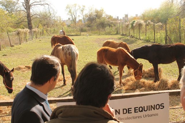 Avanzan en el cuidado de los caballos de carreros en la Granja La Esmeralda