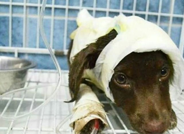 El caso de Chocolate, el perro que fue despellejado vivo y murió a causa de las graves heridas que le provocó Germán Gómez en San Francisco (Córdoba), fue icónico a nivel nacional. El hombre fue condenado a un año de prisión en suspenso.