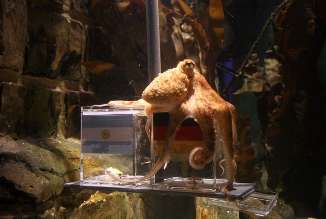 Después de la fama del Pulpo Paul en 2010
