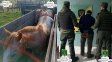 Cayó preso un cuatrero que robó ocho caballos en Cululú: los encontraron en una feria de San Cristóbal