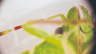 La saliva de la chinche verde, clave en el daño a la semilla de soja