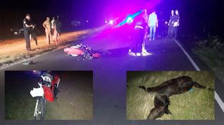 Ruta 11: murieron dos motociclistas tras chocar un equino