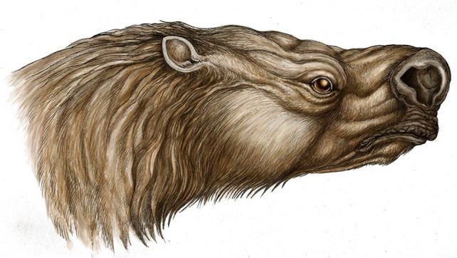 Encuentran restos fósiles de una especie de perezoso hasta ahora desconocida