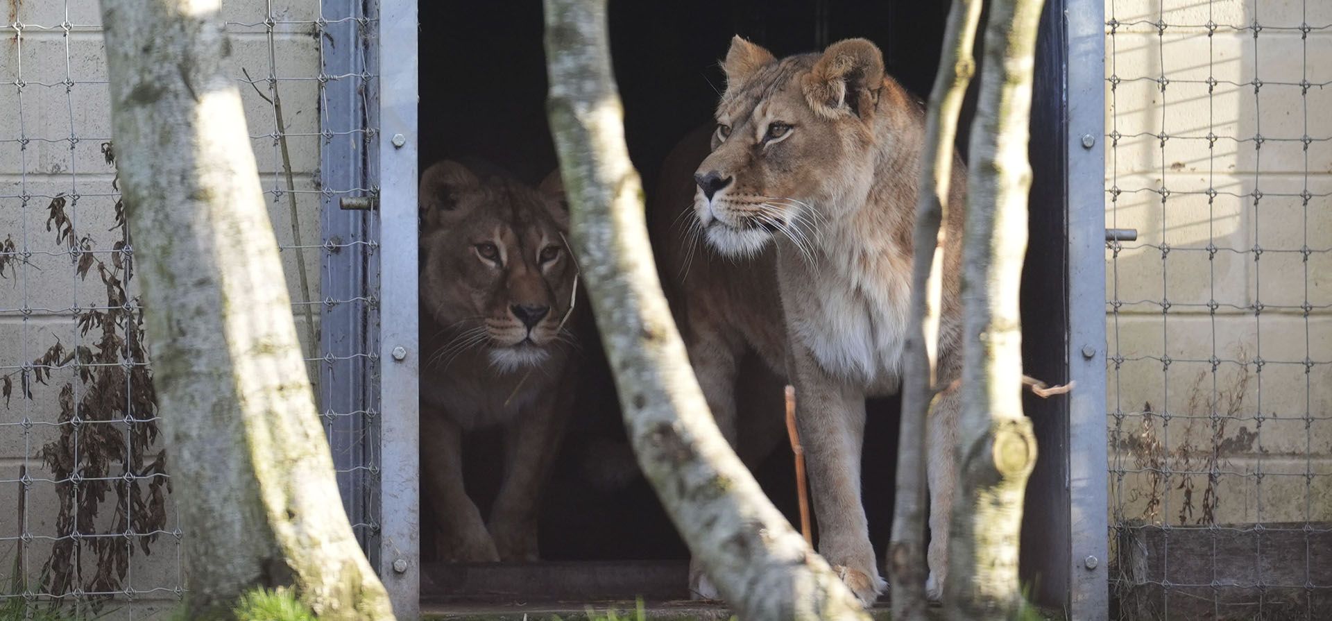 Dos leonas de cuatro años, Luna(r) y Plusza, miran a su alrededor después de su llegada el miércoles al zoológico Five Sisters, luego de ser rescatadas de Ucrania tras soportar la angustia del conflicto y el desplazamiento tras la invasión rusa, en West Calder, Escocia, el jueves 21 de noviembre de 2024. (Andrew Milligan/PA vía AP) Dos leonas de cuatro años, Luna(r) y Plusza, miran a su alrededor después de su llegada el miércoles al zoológico Five Sisters, luego de ser rescatadas de Ucrania tras soportar la angustia del conflicto y el desplazamiento tras la invasión rusa, en West Calder, Escocia, el jueves 21 de noviembre de 2024. (Andrew Milligan/PA vía AP)