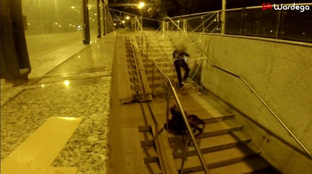 El temible perro araña que aterroriza a los polacos