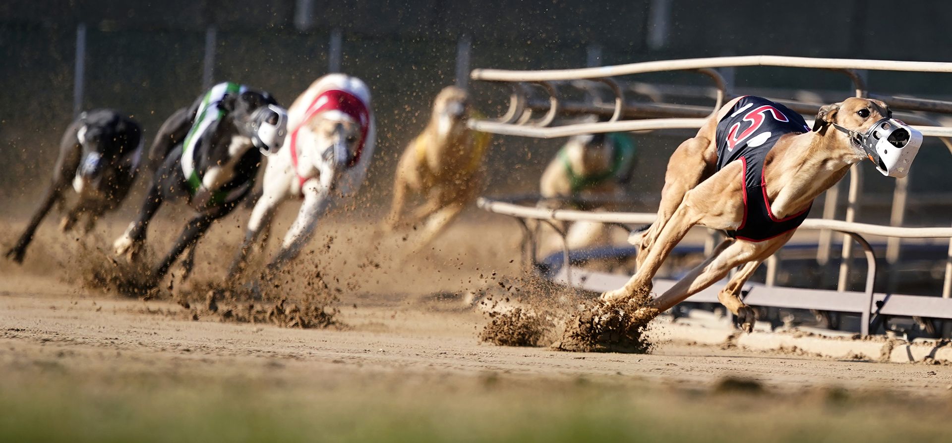 Perros galgos compiten en una carrera en el Iowa Greyhound Park, en Dubuque, Iowa.