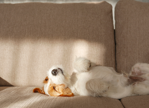 Cinco trucos para eliminar el olor a perro de la casa