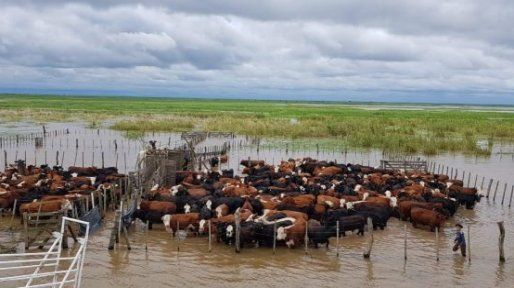 Creciente del río Paraná: hablan de masivos movimientos de hacienda de los campos