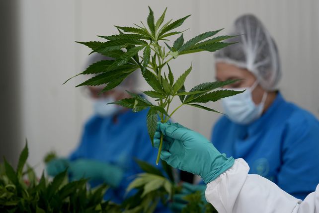 El gobierno nacional buscar modificar la regulación sobre el uso del cannabis medicinal.