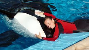 Una orca mat&oacute; a su entrenadora en el SeaWorld de Orlando