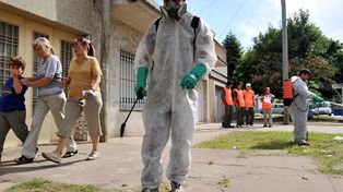 Afirman que el mosquito Aedes Aegypti ya es muy resistente a los químicos