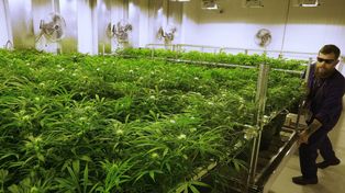 El gobierno reglamentó el cannabis medicinal y excluyó el autocultivo