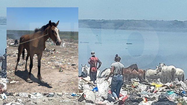 Actualmente la ONG tiene 16 caballos en recuperación
