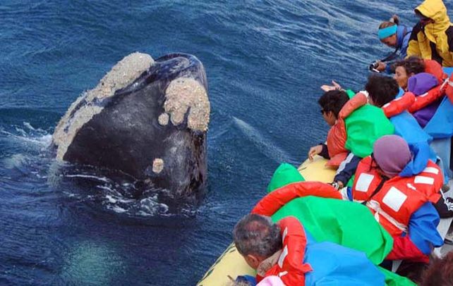 De excepción. Unos cien mil turistas visitaron el golfo Nuevo.