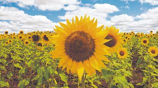 Están bajo la lupa exportaciones de pellets de semillas de algodón, de harina de girasol y aceite de algodón.