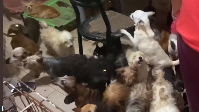 Algunos de&nbsp; los perros que fueron retenidos y que estaban a punto de ser vendidos.&nbsp;