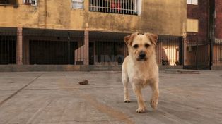 Preocupación por la sobrepoblación canina en una localidad santafesina