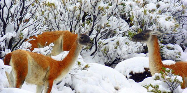 Esquel cambi&oacute; las cenizas por la nieve