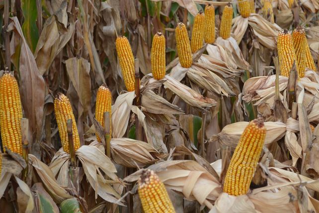 La FAO señaló que los precios de los alimentos retrocedieron en enero.