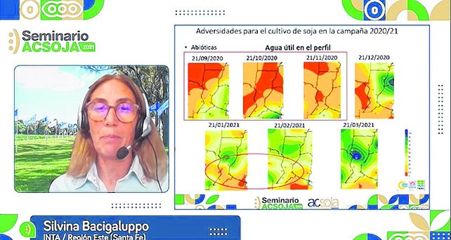 Bacigaluppo