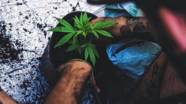 La ley de cannabis medicinal mejoró la condiciones de vida de miles de personas en el pais.