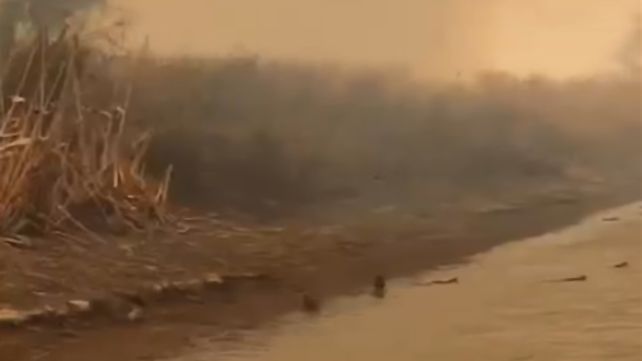 Un grupo de nutrias huye del fuego sobre el Paraná.