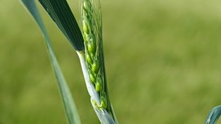 El trigo puso primera y la tecnología se viene con todo