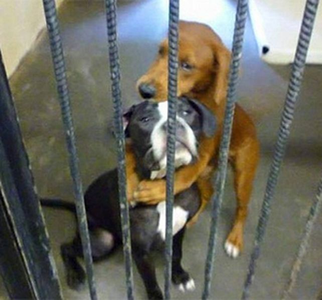La fotografía del abrazo entre Kala y Keira se viralizó en las redes.