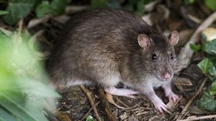 El brote de hantavirus obliga a un aislamiento respiratorio inédito