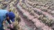 Las heladas golpean al cordón hortícola: Quinteros advirtieron por la calidad de las verduras y pidieron limpiar desagües ante la llegada de El Niño