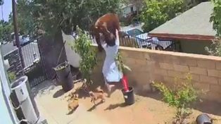 Video viral: una mujer se enfrentó a un oso para salvar la vida de su perro