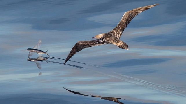 Las imágenes que concursan por el premio al Fotógrafo de Vida Silvestre 2018