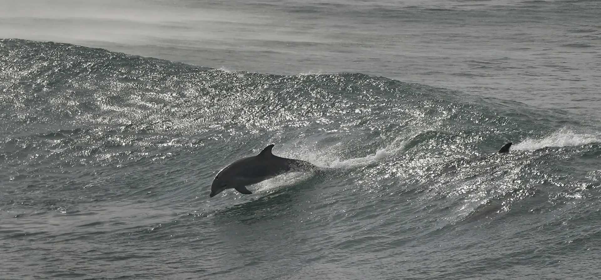 Delfines nadan en medio de fuertes olas, al norte de Bodega Bay, California. Toda la costa oeste estaba bajo una advertencia o aviso de tsunami, luego de una explosión submarina masiva del volcán Hunga Tonga Hunga Ha